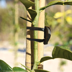 ATADURA GOMA ANCLA